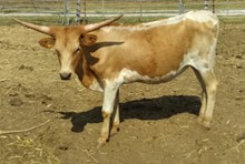 Tucumcari Cowgirl CPL