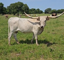 Aberdeen Cowgirl CPL