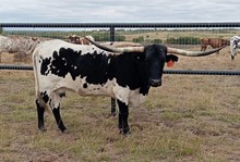 WKH QUEEN DELUGE 🇺🇸