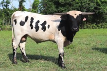 Bull calf 2021 HL Jango x HL Cotton Candy