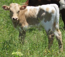 Nutmeg 2019 bull calf