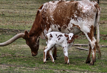 Bull Calf 3