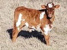 Long M Ranch STEER