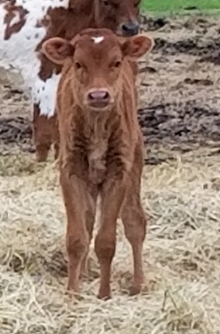 Heifer Calf