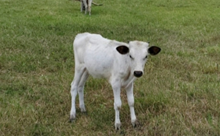 Heifer Calf 3