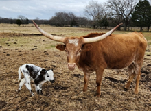 Heifer Calf 2