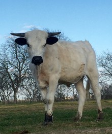 Grande Safari Chex x WS Jamin bull calf 