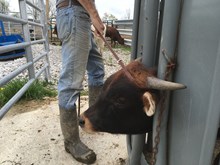 Bull Calf Hubbells Heavy Duty x Norma RAe Leigh