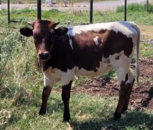 Jamaican Cowgirl CPL