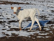 Rio Lezawe heifer calf 2023
