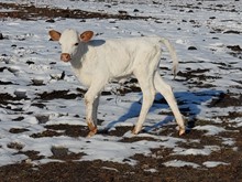 Earl Gray Cowgirl CPL