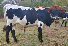 Tempting Pi bull calf 2023