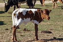 Promises Bull Calf 2023