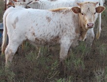 Pumkin 2020 bullcalf