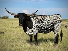 RO Dazzle Girl 213/4