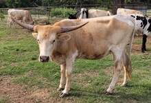 Sweet Dreams Cowgirl CPL