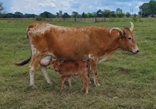 Twitter Heifer Calf 1